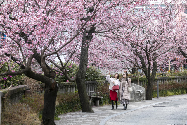 第15回あたみ桜　糸川桜まつり